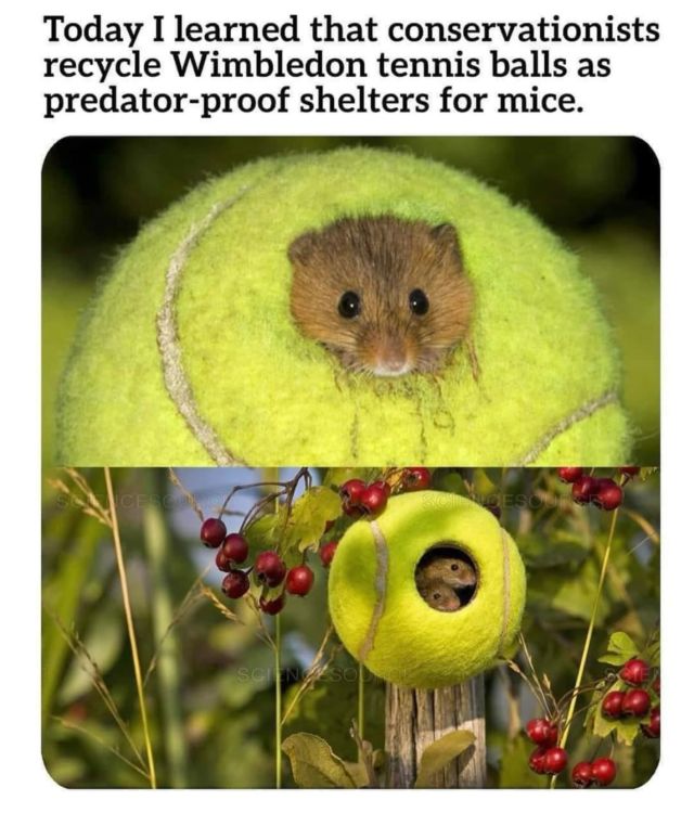 So cute 🎾🐭 #wimbledon #tennisballs #nature